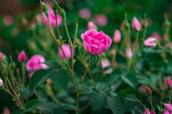 بيئة مكة: تطوير صناعة الورد الطائفي واستخراج 80 منتجاً منه
