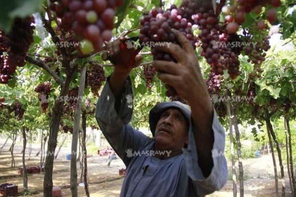 هل ستنخفض أسعار العنب والخوخ والبطيخ خلال الموسم الحالي؟.. نقيب الفلاحين يُجيب