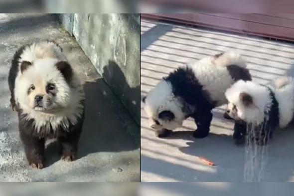 الامارات | حديقة حيوان تدافع عن «الباندا المزيفة».. الناس أيضاً يصبغون شعرهم