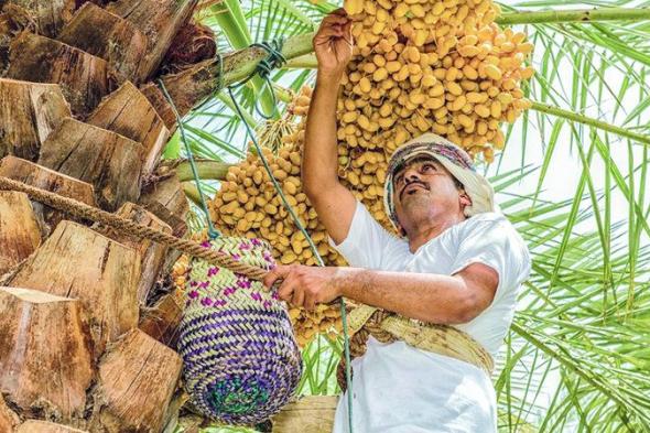 الامارات | «تباشير الخير».. احتفاء بعطاء شجرة النخيل