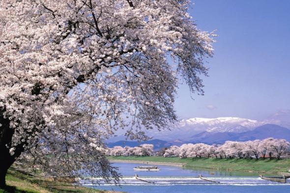 اليابان | نهاية الربيع تحمل الزهور أخيرًا إلى شمال شرق اليابان