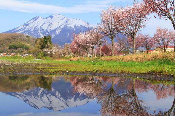 اليابان | الاستمتاع بمشاهدة زهور «الساكورا» في شمال هونشو