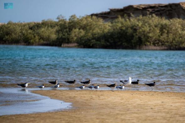شاطئ المسدود ملاذ آمن ودائم لتكاثر الطيور المهاجرة