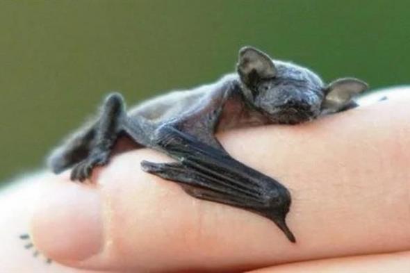 بالصور| أصغر حيوان في العالم.. وزنه 2 جرام ويقف على إصبع الإنسان