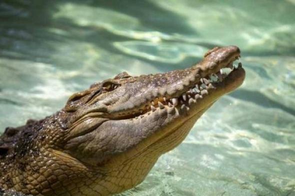 الامارات | بحثوا عنها فوجدوها في فم تمساح