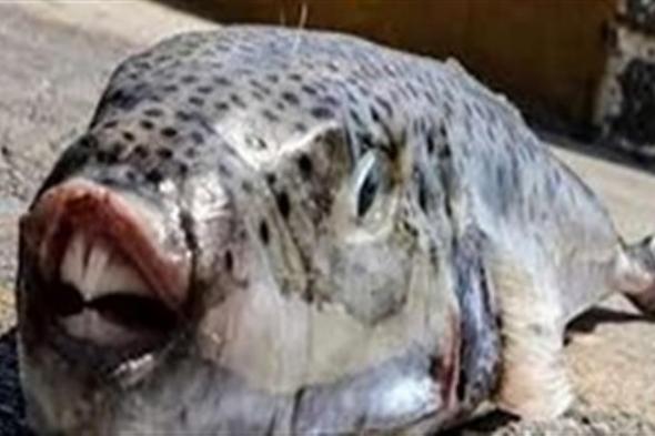 الجيزة محذرة المواطنين من تناول سمكة الأرنب: الأخطر في العالم وقاتلة