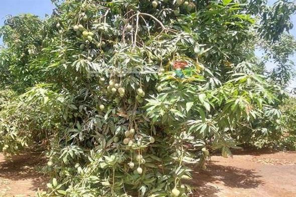 "المانجا طابت على الشجر".. جنوب سيناء تبدأ حصاد ملكة الفاكهة- فيديو وصور