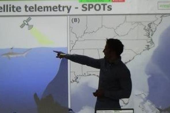 تكنولوجيا: اللجنة العلمية للبحر المتوسط تتبع تحركات أسماك القرش عبر الأقمار الصناعية