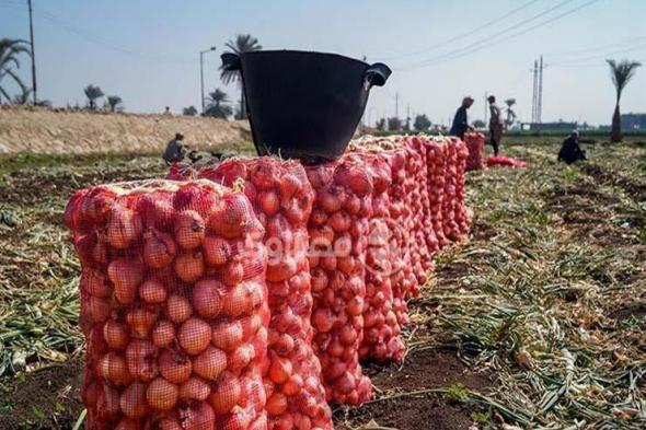 "زراعة الشيوخ" توصي بإدراج محصول البصل بالبورصة السلعية