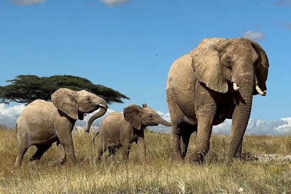 الامارات | باحثون: الفيلة تنادي بعضها بأسماء محددة