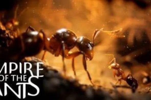 تكنولوجيا: لعبة Empire of the Ants تكشف حياة حشرة واقعية ويتم طرحها فى نوفمبر