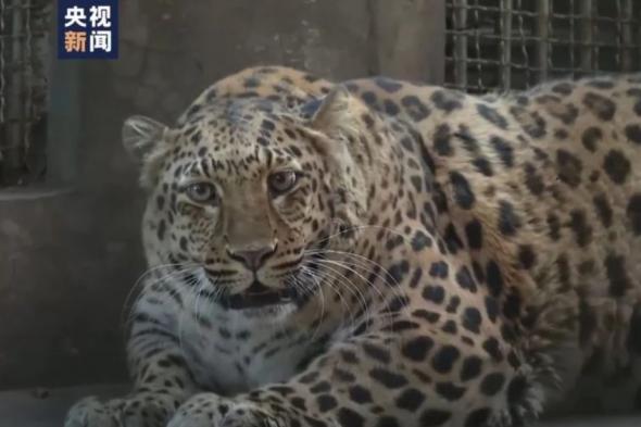 الامارات | حديقة حيوانات تعلن يأسها من محاولات تنحيف نمر سمين