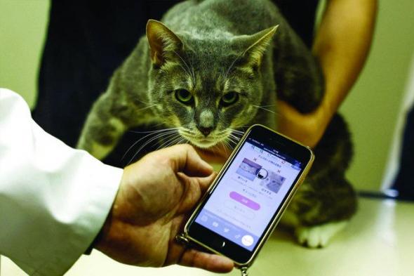 الامارات | الذكاء الاصطناعي لمساعدة قطط اليابان صحياً