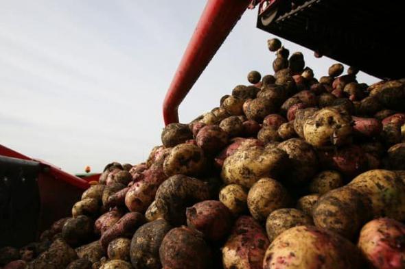 عجز في السوق الروسية .. ارتفاع أسعار البطاطس في روسيا بسبب انخفاض إمداداتها من مصر