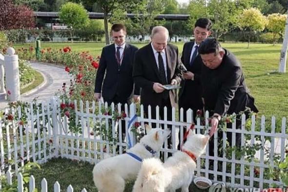 هدية الرئيس الكوري لنظيره الروسي.. ماذا تعرف عن كلاب بونجسان النادرة؟