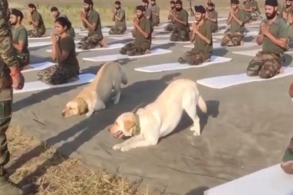 الامارات | بالفيديو: الكلاب البوليسية تشارك عناصر الجيش الهندي تمارين اليوغا