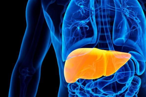 الكبد الدهني.. علماء يبتكرون طريقة لعلاج المرض
