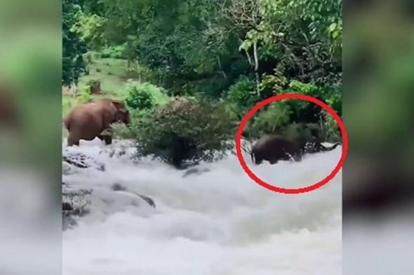 من الأقوى.. الفيل أم مياه النهر؟.. شاهد ما حدث في جنوب الهند