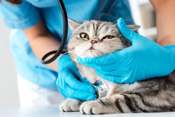 الامارات | طبيب يحتجز قطة ميتة رهينة لتحصيل تكاليف علاجها
