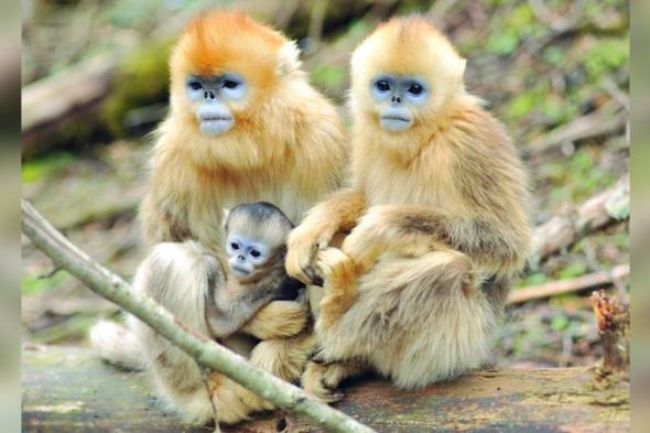 الامارات | القرود الذهبية النادرة تتزايد في شننونغجيا الصينية