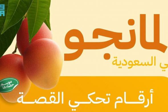 “البيئة”: المملكة تنتج 89.5 ألف طن من المانجو سنويًا ومنطقة جازان تتصدر بإنتاج 60 ألف طن