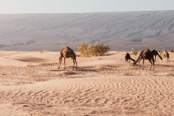 انطلاق الملتقى الدولي لتطوير وتجارة منتجات حليب الإبل في أبوظبي